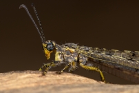 Le Fourmilion longicorne (Neuroptre - Myrmeleontidae - Distoleon tetragrammicus)